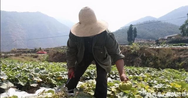 它是一种“另类”南瓜,一斤6元,亩产一吨,种植它有前景吗!