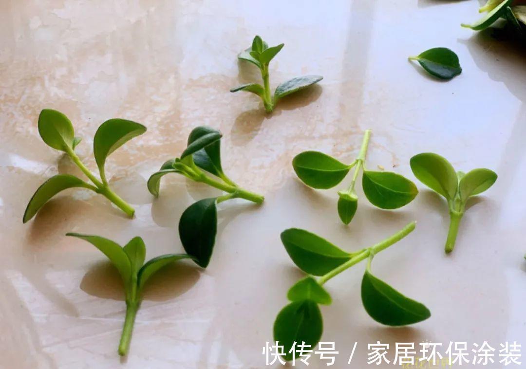 7种花养老桩不好,多扦插、养嫩苗,才能年年开花