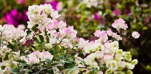 这三种花不爱喝水没事多晒晒，憋出一圈大花苞，越养越贵气