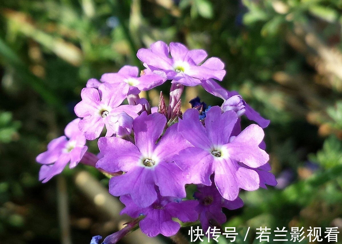 此花被称为花中美人，花朵盛开令人流连忘返，象征着相守家庭和睦