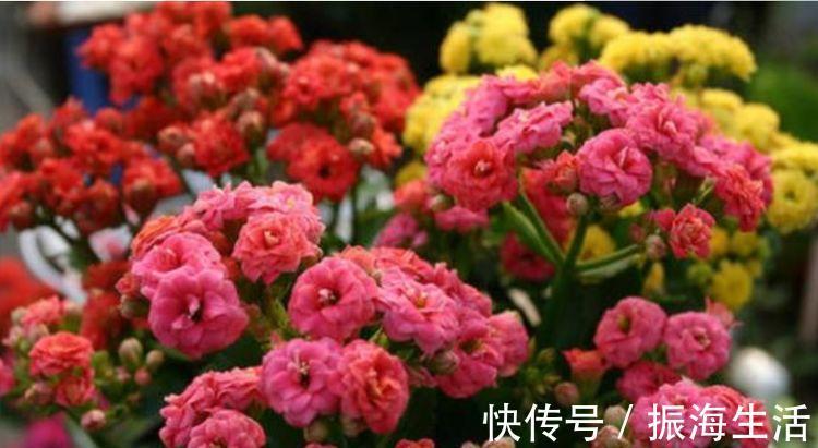 种花|3种花深受花友的喜欢,开花爆盆很简单,招财又纳福,谁养谁喜欢