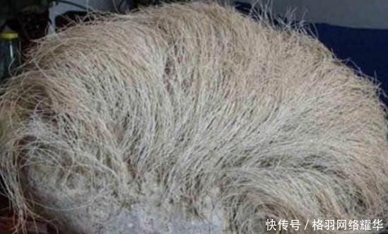 石头|男子花重金, 买下一块长着“头发”的石头