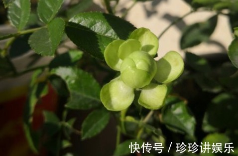10个最奇葩的月季品种，你可能一个都没见过！
