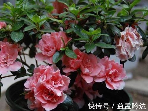 “玉米棒”还在扔往盆里一塞,等于“促花激素”,花开爆不停