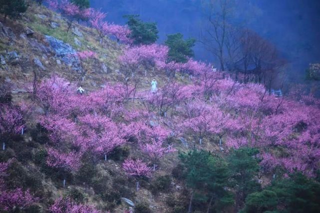 3月花果山梅园花开似海，暗香浮动，宛若仙境