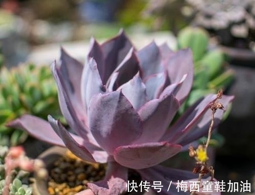 烂根|多肉植物出现3个症状,赶快换盆换土,催一圈侧芽,养成小老桩!