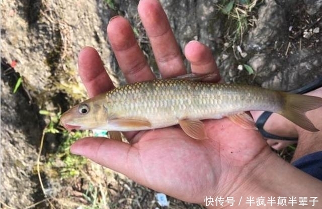 古老采石坑,几十年前竟有人放鱼,如今钓友要40米深才能钓到鱼