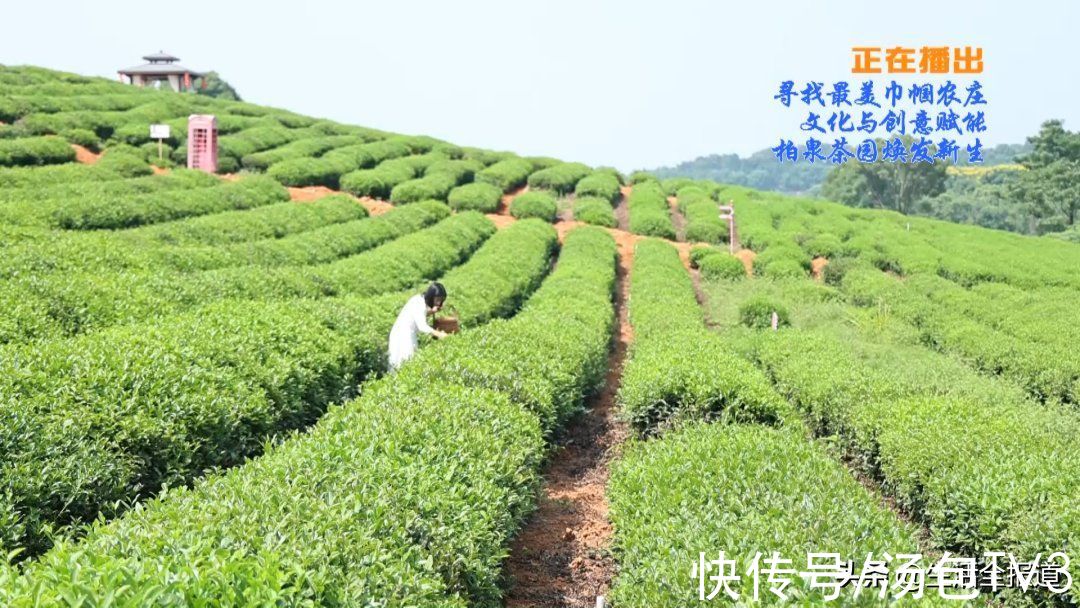 茶厂|寻找武汉最美巾帼农庄（民宿）丨文化与创意赋能 柏泉茶园焕发新生