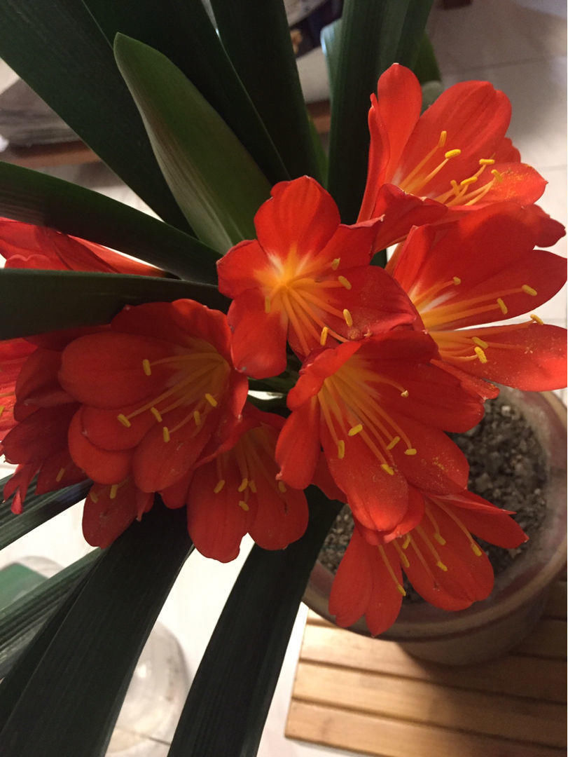 君子兰不开花?那是你没注意这几点,不然花朵开爆盆