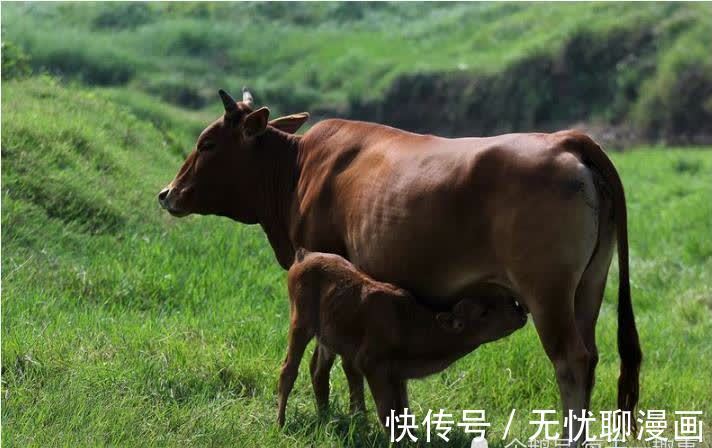 生肖牛：不出七天“牛牛牛”会遇到这个人，将是你命中的大贵人！