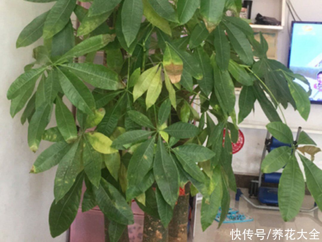 月季|养花“黑名单”实在太难养，心累