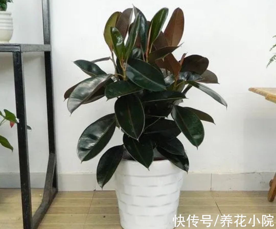 橡皮树不长新叶,4个方面没有做好,改正后长得枝叶繁茂