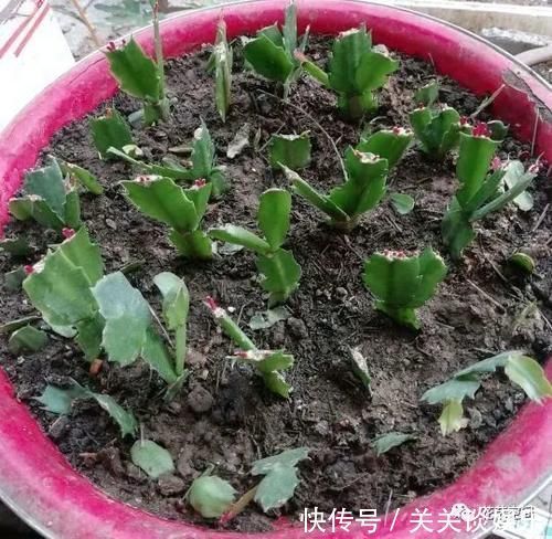 邻居家有这四种花，要个枝插土里就活，聪明人都这么干