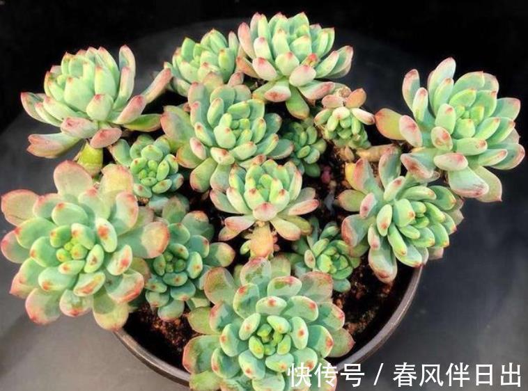 多肉|养了2年的多肉不见长?老花匠教你一招,掌握了轻松养出肉墩子