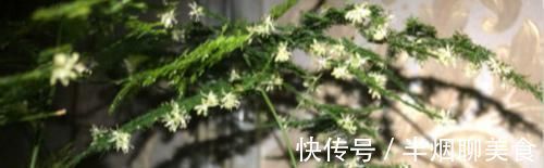 文竹|文竹养几盆有讲究吗?专家:养护的五项注意一定要牢记
