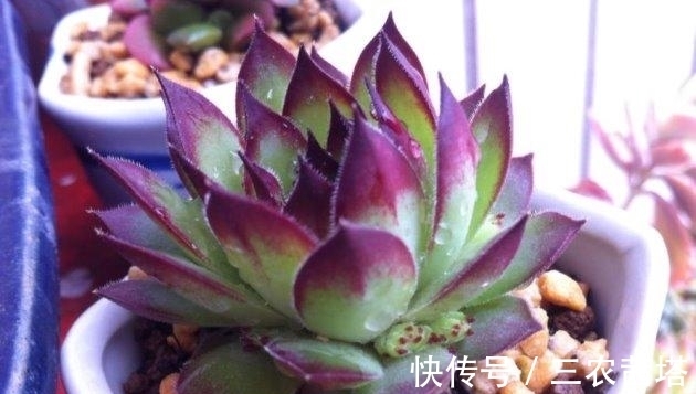 花儿谷|秋天怎么养多肉? 多肉植物秋天怎么养护?