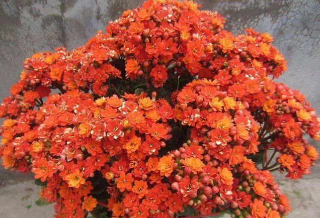 换盆|想给长寿花换盆,避开这个“时间段”,枝繁叶茂,快速恢复开满花