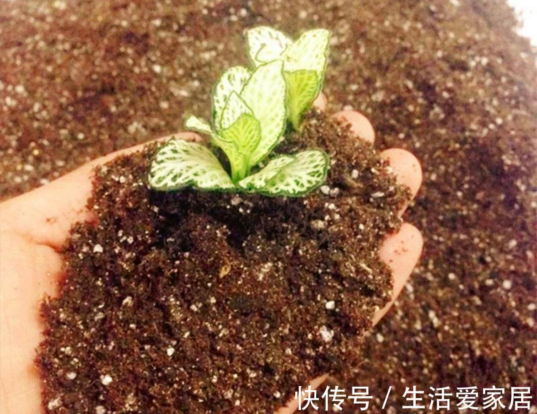 万能土|家庭养花，营养土不用买，自制花土，松软、肥沃，养什么花都旺