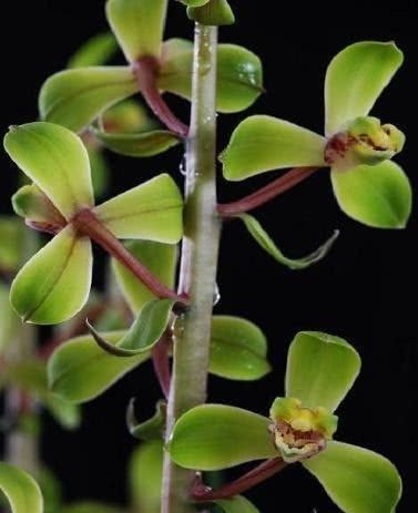 蕙兰老八种都有谁?除了常见的程梅和大一品,其他六种是什么?