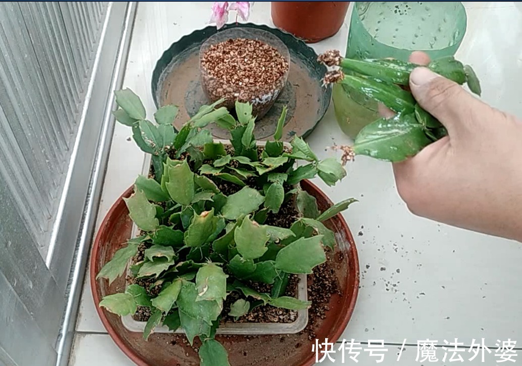 枝条|冬天“扦插”4种花,正是好时机,生根快,成活率高,容易的很