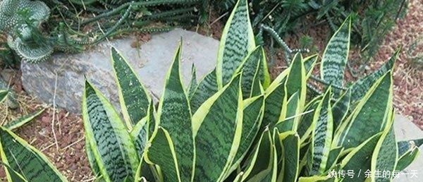 叶片|这3种“金边植物”，有钱人必养！往客厅一摆，难怪越来越富有！