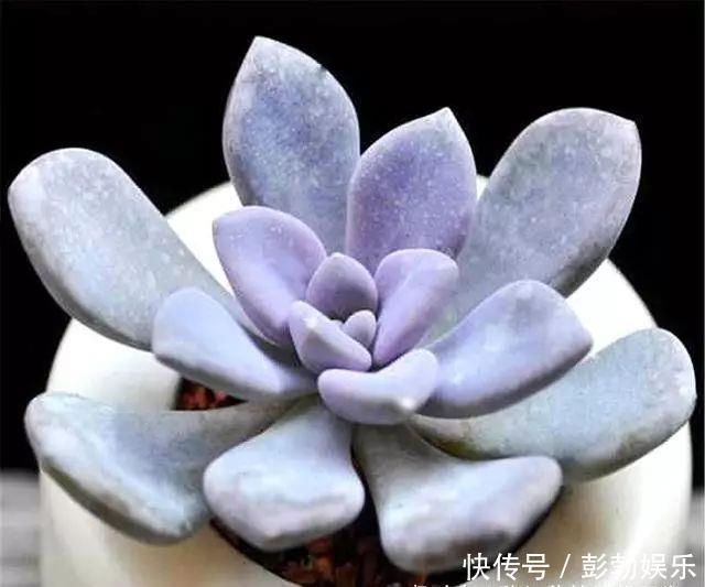 叶片|多肉中的“美人系列”,这10种是代表,养护简单颜值高,适合新手