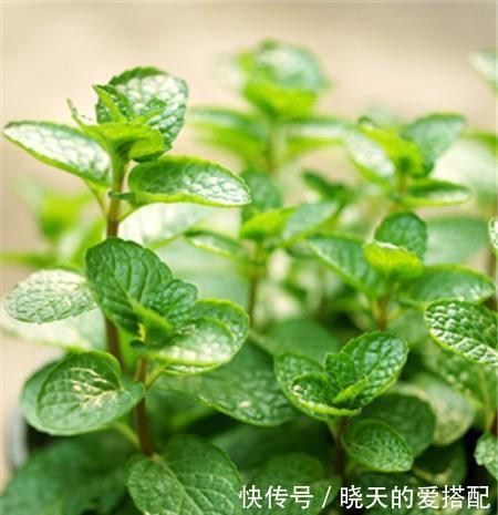  被低估的“三种花”，寓意好“营养价值高”，养一盆家人更健康