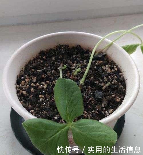 室内养花,有6个“禁忌”,犯1个也活不久,看你中了几个!