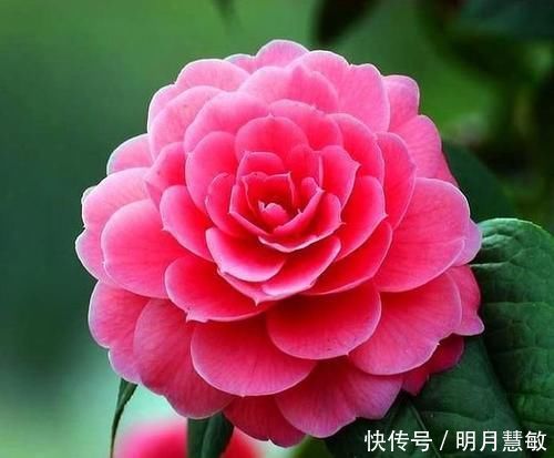 3种花“超好养”，不怕冷、不怕热，开花漂亮花期长！