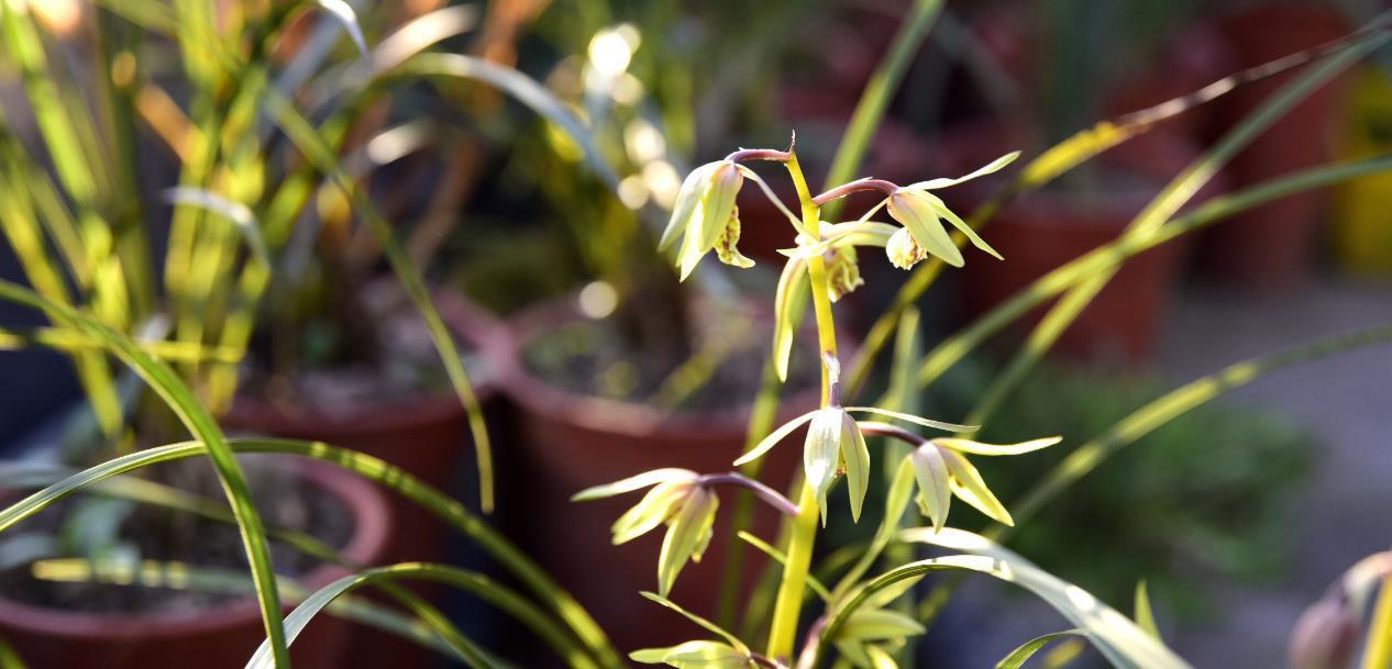种活兰花不难,养好兰花却不易,十分钟读懂兰花该如何养护
