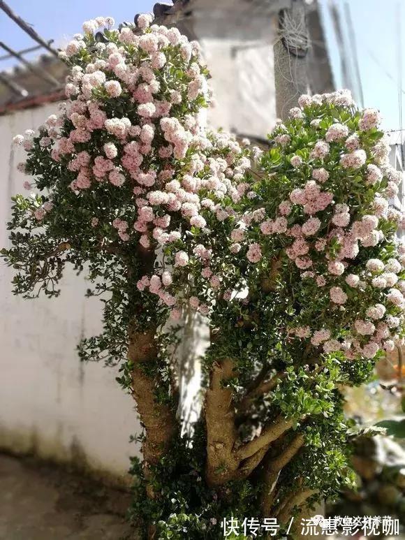 4种花有灵性,平时难开花,一有好事就开花!