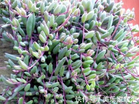 找到一款好养的多肉,耐寒不怕水,还经常开花