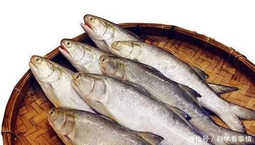 在中国“排名第一”的午鱼,是什么鱼