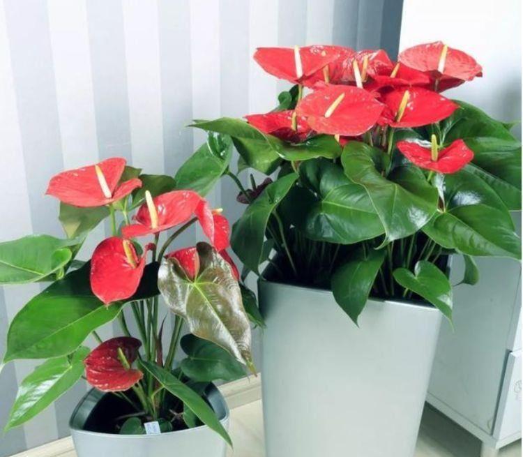 几款花卉,好养易爆盆,开花一片,花团紧簇,颜值超高的