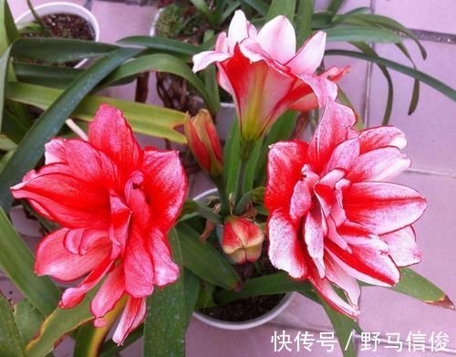 4条养花“谚语”,专治养花杀手,看懂了何愁花不旺?