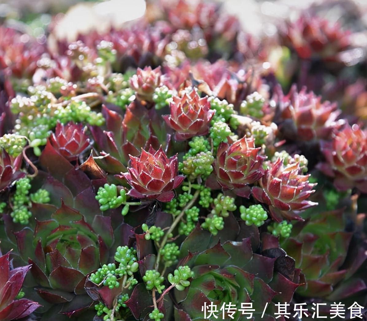 这“三多肉”不怕冻，越冷越美出状态，零下30℃也能缀满一大盆