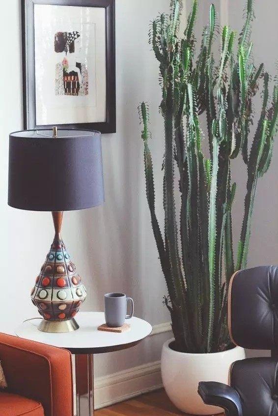 龙骨|最适合客厅摆放的盆栽,堪比空气净化器的绿植,大气又漂亮!