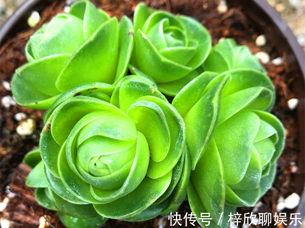多肉|这些多肉即将进入休眠期，休眠时用对养护方法，可以平安度过夏天
