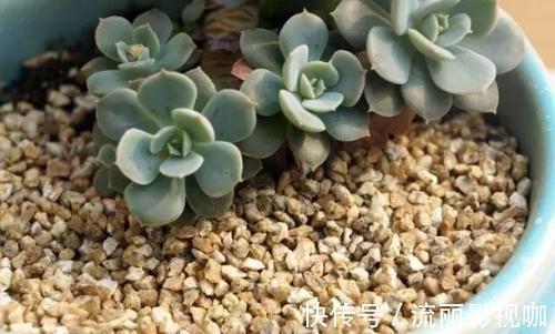 黑云母|这种养花好料知道的人很少,土里加一点透气又保温,扦插时也有用