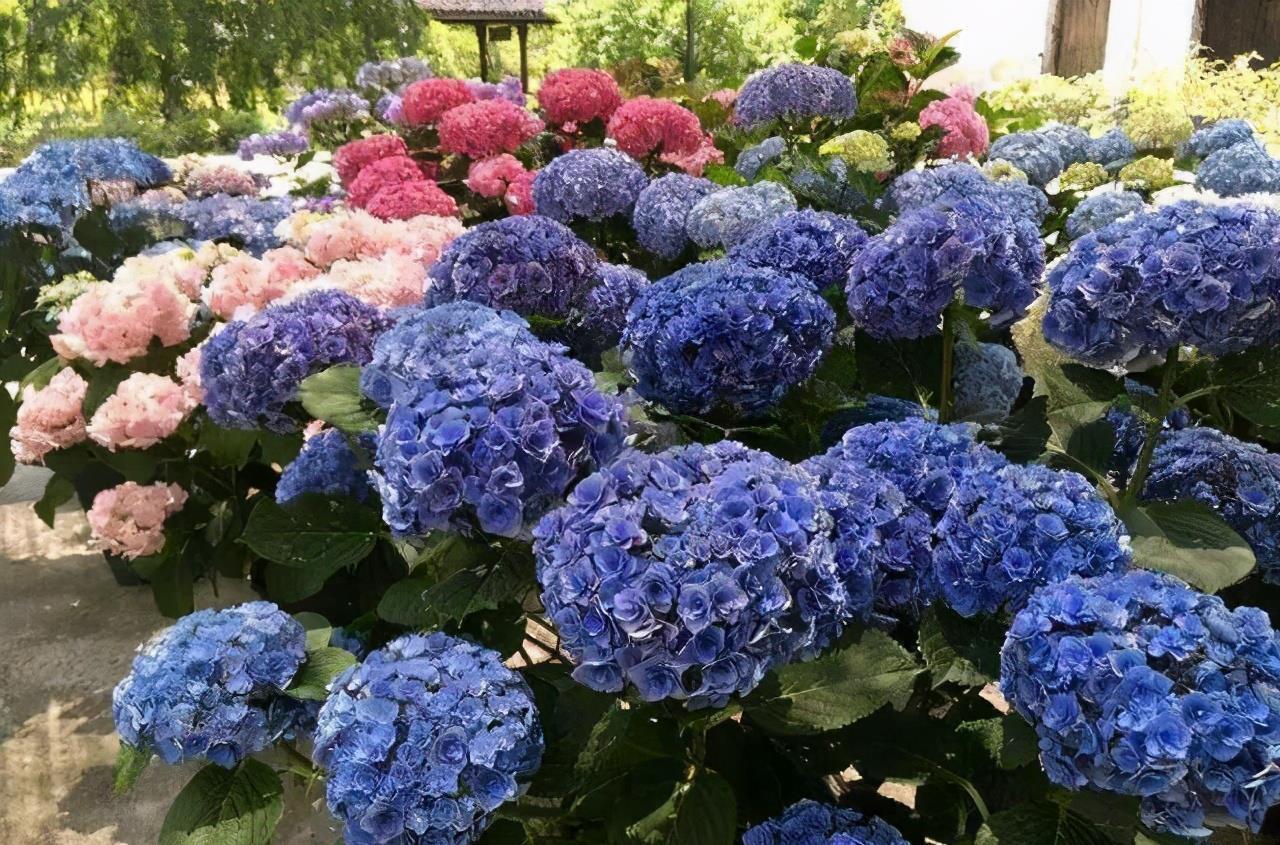 春天|夏天6种花,就是怕太阳,一晒就黄叶,修复不了,太难看