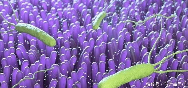 作用|幽门螺杆菌“怕”的几种食物,经常吃一点,胃病口臭都不见