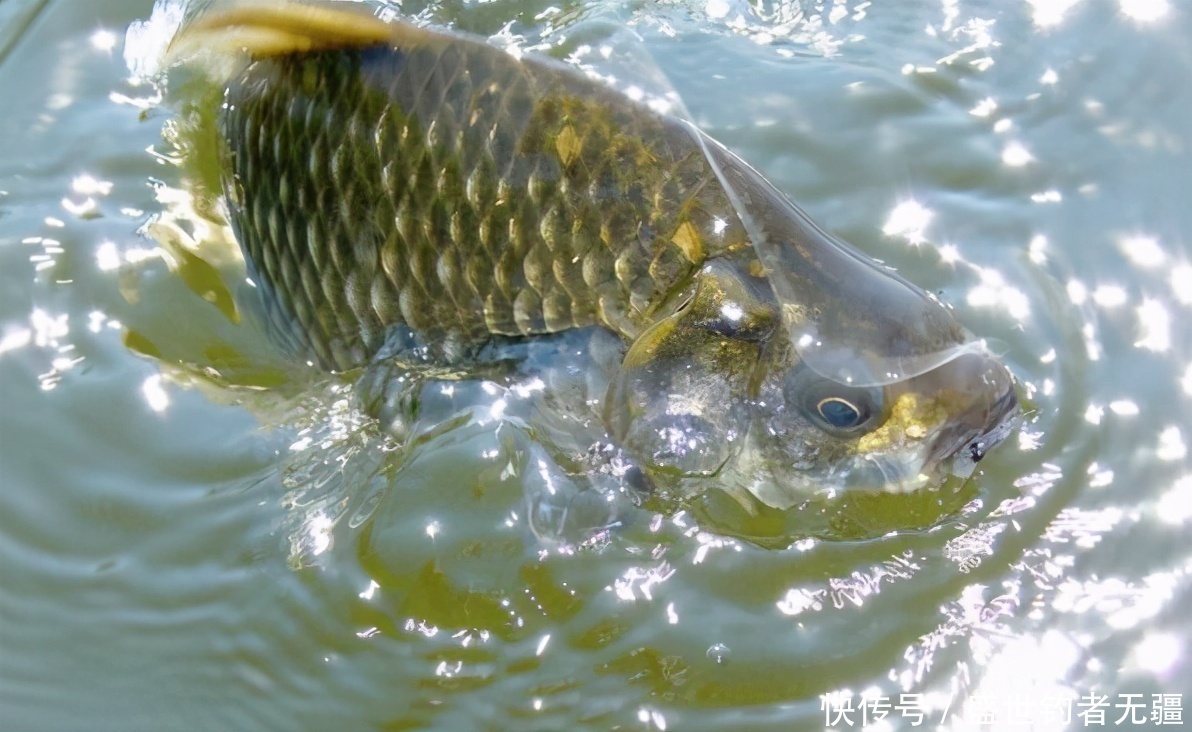 钓技再高，没鱼也白瞎钓点是否有鱼，看这二点足够！——盛世三渔