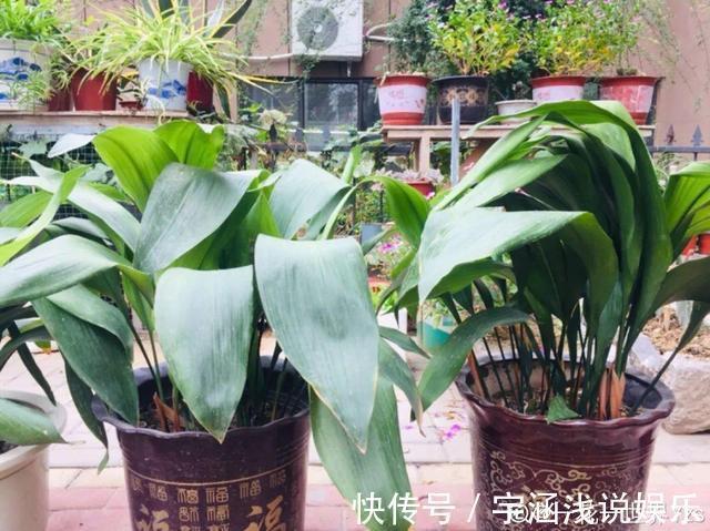 低温|低于5度,6种花一整个冬天不浇水,也能照样活