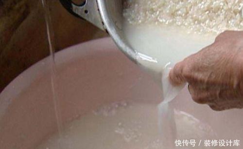 浇灌|张大爷养君子兰,1年就用2种肥料,长的根旺叶绿,开花多、不夹箭