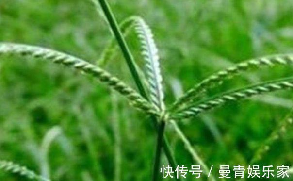 小儿惊风|农村人“恨之入骨”的一种野草,竟然秒杀板蓝根,你认识吗