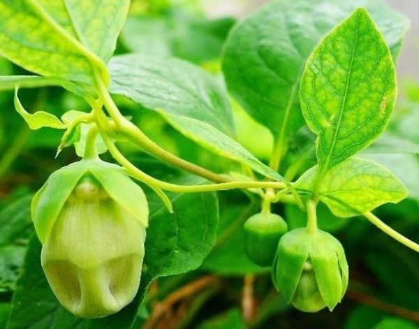 气血不足|一味中药材调理气血不足,而且能从病根的脾胃调理,还补肺气