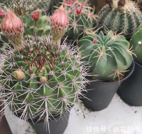 夏季|仙人球开花难?做好这4步,促花又促芽