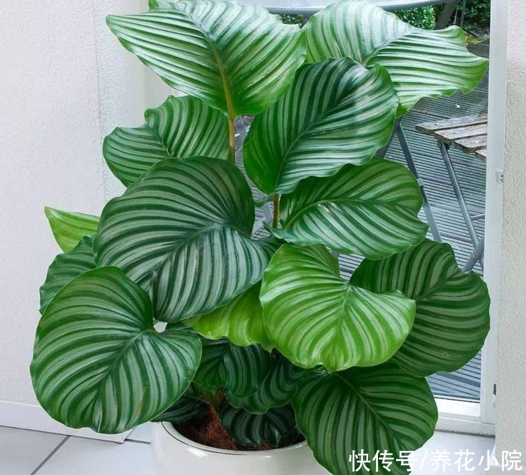 花卉|5种花很怕晒，不能见直射光，不然容易出现黄叶子