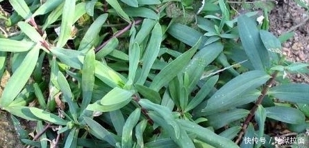 野菜|现在吃这3种野菜,能化痰散结,还治食欲不振,你吃了吗?