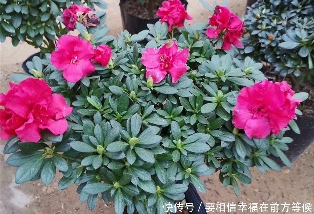 硫酸亚铁养花,不要乱用,做好2个细节,长得旺盛叶子浓绿